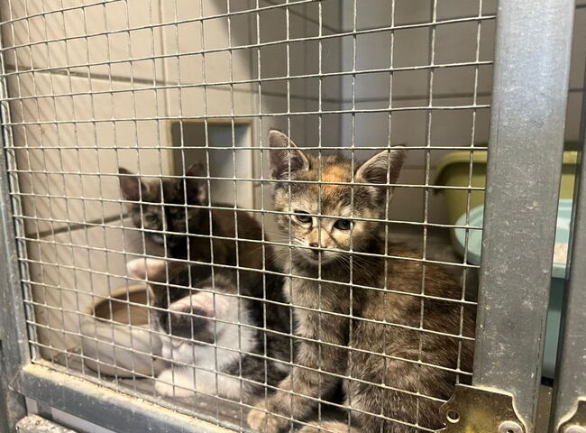Katzenbabys sitzen in einem Käfig
