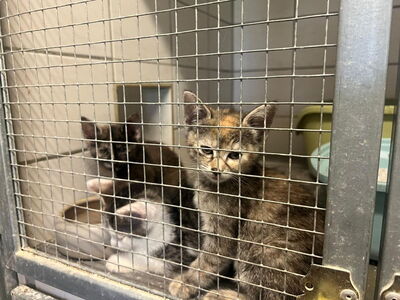 Katzenbabys sitzen in einem Käfig