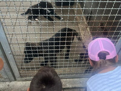 Hundewelpen im Käfig werden von Schulkindern besucht